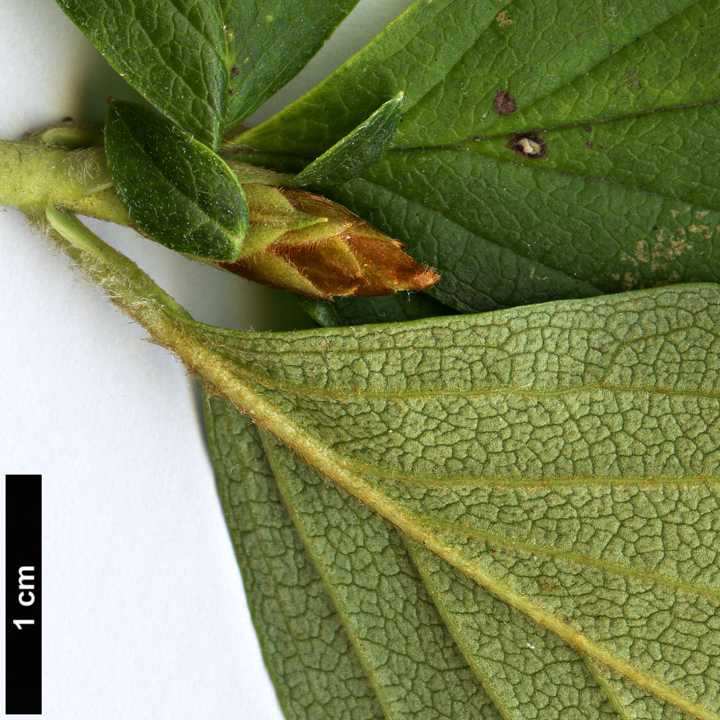 High resolution image: Family: Ericaceae - Genus: Rhododendron - Taxon: reticulatum